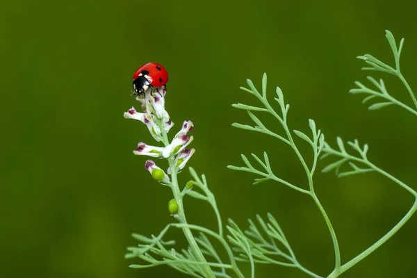 Belle Coccinelle Sur Fond Déconcentré Feuilles — Photo