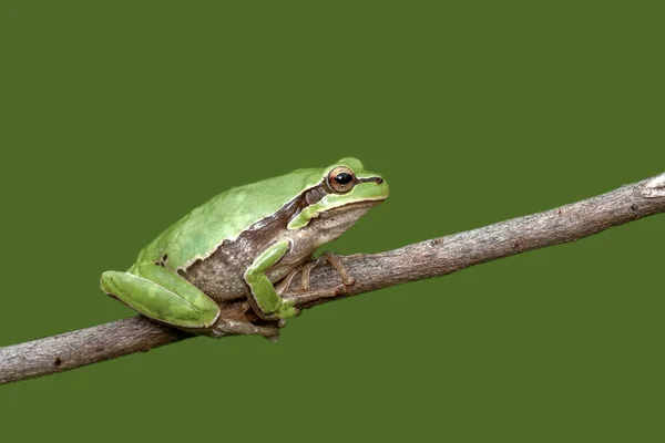 Hermosa Rana Árbol Europa Hyla Arborea Imagen Stock —  Fotos de Stock