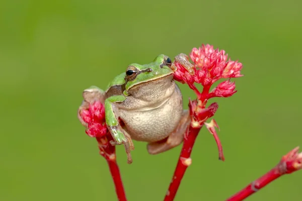 美しい Europaean ツリー蛙アマガエル アルボレーア ストック イメージ — ストック写真
