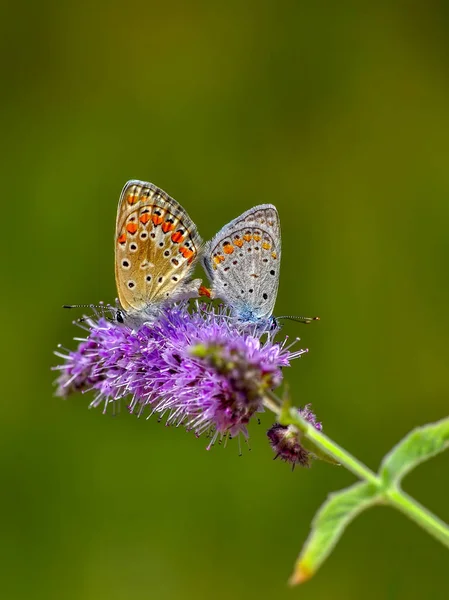 Gros Plan Beau Papillon Assis Sur Fleur — Photo