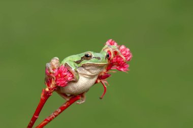 Güzel Europaean ağaç kurbağa yeşil arborea - stok görüntü