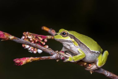 Güzel Europaean ağaç kurbağa yeşil arborea - stok görüntü