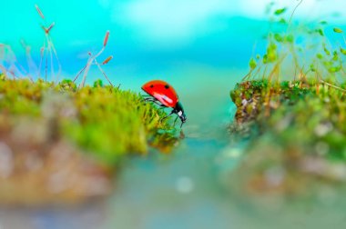 Yaprağın üzerindeki güzel uğur böceği odaklanmış arka plan