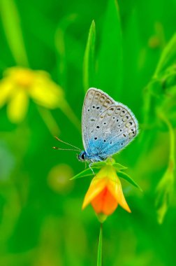 Çiçek oturma portre güzel kelebek