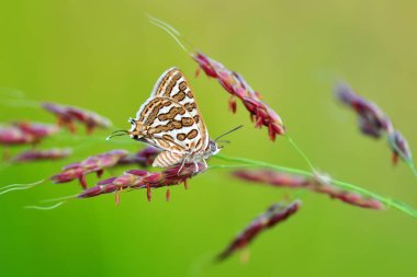 Çiçek oturma portre güzel kelebek