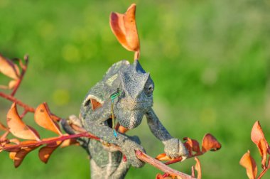 Makro çekimler, Güzel doğa sahnesi Yeşil bukalemun 