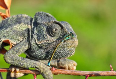 Makro çekimler, Güzel doğa sahnesi Yeşil bukalemun 