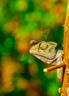 Makro çekimler, Güzel doğa sahnesi Yeşil bukalemun 