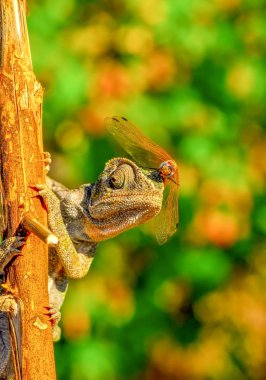 Makro çekimler, Güzel doğa sahnesi Yeşil bukalemun 