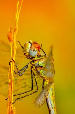 Bahçedeki güzel salyangoz