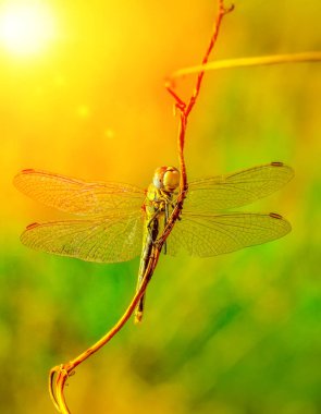 Makro çekimler, Güzel doğa sahnesi yusufçuk sineği. 