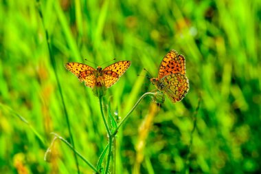 Çiçek oturma portre güzel kelebek