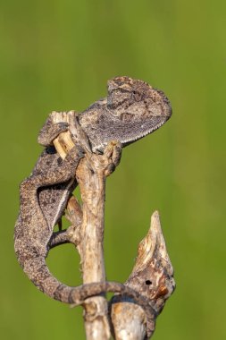 Makro çekimler, Güzel doğa sahnesi Yeşil bukalemun 