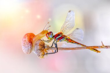 Makro çekimler, Güzel doğa sahnesi yusufçuk sineği. 