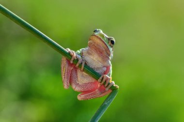 Güzel Europaean ağaç kurbağa yeşil arborea - stok görüntü