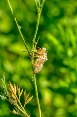 Güzel doğa sahnesi makro ağustos böceği derisi. Göz ve kanat ayrıntıları gösteriliyor. Ağustosböceği arka plan ya da duvar kağıdı olarak kullanılarak vahşi yaşam ortamında ağustos böceği. Ağaca yapıştı.