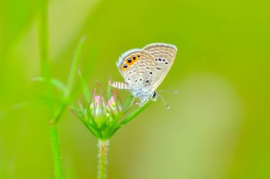 Çiçek oturma portre güzel kelebek