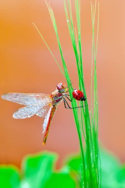 Makro çekimler, Güzel doğa sahnesi yusufçuk sineği. 