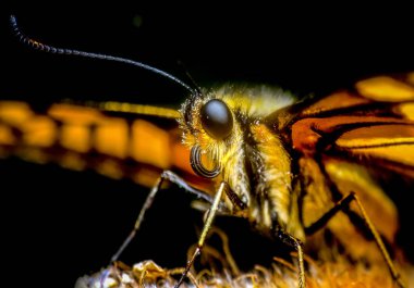 Çiçek oturma portre güzel kelebek