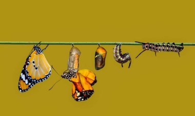 Kelebekler, Pupa ve Koza için bir çiftlik askıya. Kelebek kavramı dönüşümü