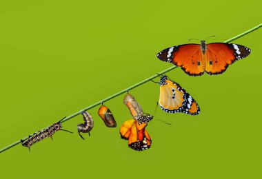 Kelebekler, Pupa ve Koza için bir çiftlik askıya. Kelebek kavramı dönüşümü