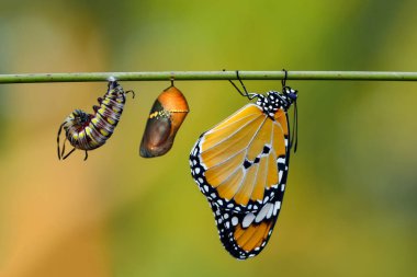 Kelebekler, Pupa ve Koza için bir çiftlik askıya. Kelebek kavramı dönüşümü