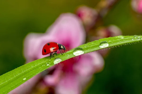 Belle Coccinelle Sur Fond Déconcentré Feuilles — Photo