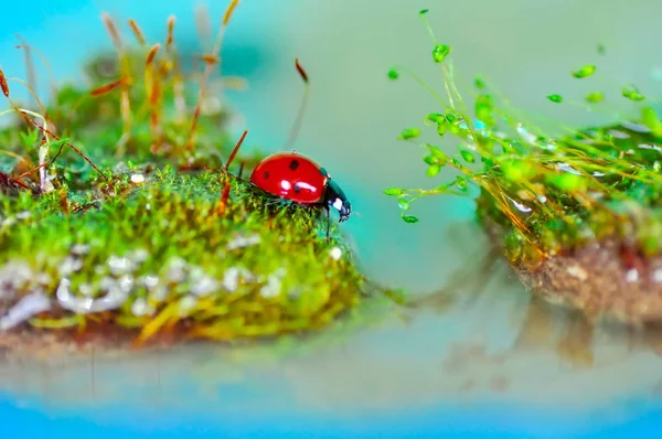 Bella Coccinella Foglia Sfondo Sfocato — Foto Stock