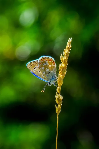 Closeup Bela Borboleta Sentado Flor — Fotografia de Stock