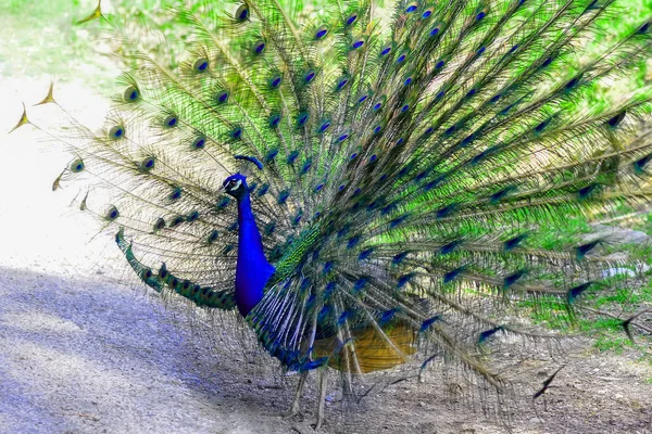 Paon Bleu Montrant Ses Plumes Beau Fond Oiseau — Photo