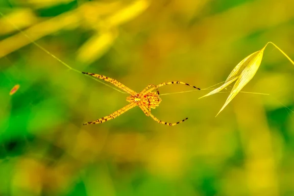 Vackra Spindel Spider Web Stock Bild — Stockfoto