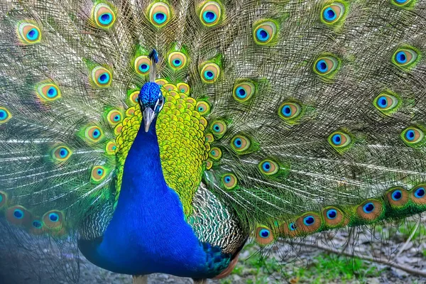 Blauer Pfau Zeigt Seine Federn Schöner Vogelhintergrund — Stockfoto