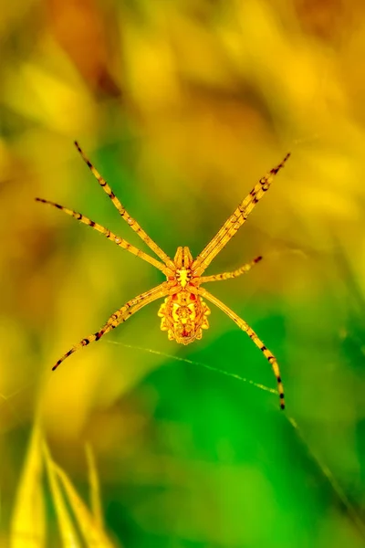 Belle Araignée Sur Une Toile Araignée Image Stock — Photo