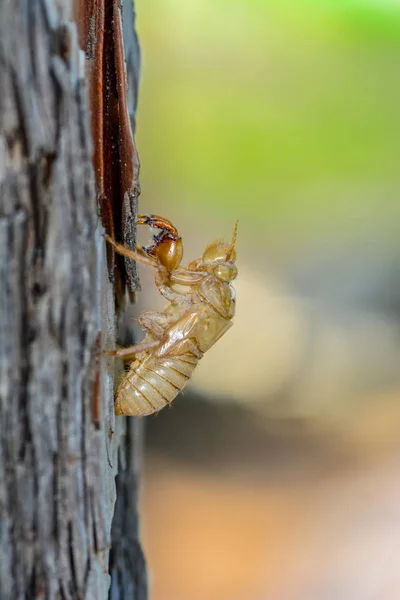 Beautiful Nature Scene Macro Cicada Molting Showing Eyes Wing Detail — Stock Photo, Image