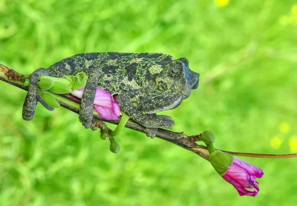 Makro Záběry Krásná Přírodní Scéna Zelený Chameleon — Stock fotografie