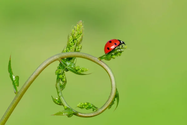 Belle Coccinelle Sur Fond Déconcentré Feuilles — Photo