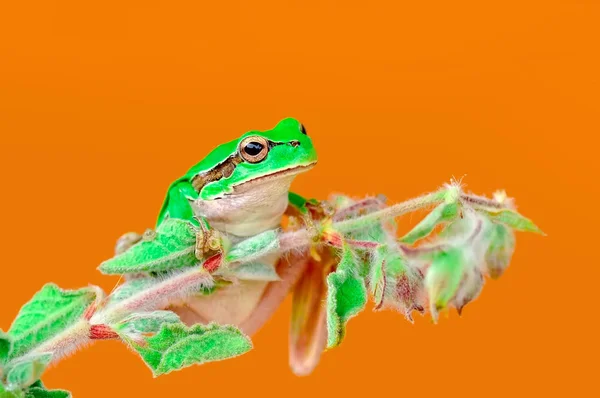 Красивая Европейская Древесная Лягушка Hyla Arborea Stock Image — стоковое фото