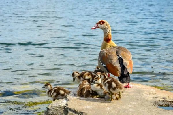 Anka Familj Med Anka Kycklingar — Stockfoto