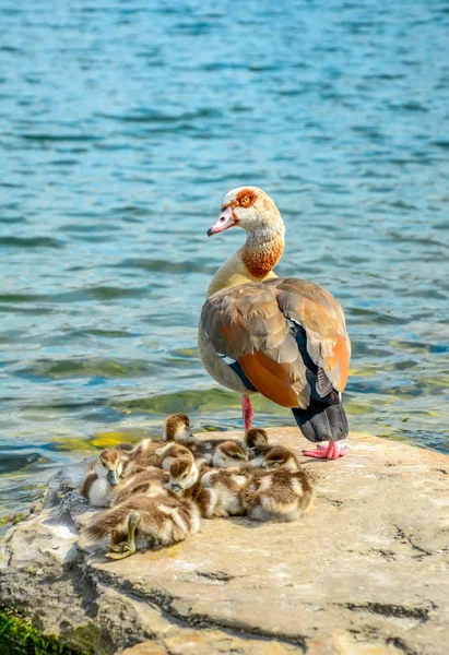 Anka Familj Med Anka Kycklingar — Stockfoto