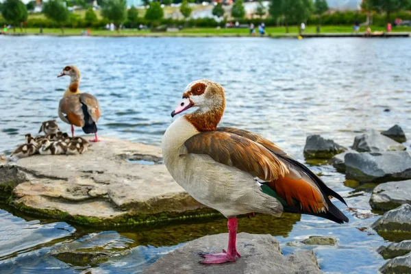 Belle Natation Canard Image Réserve — Photo