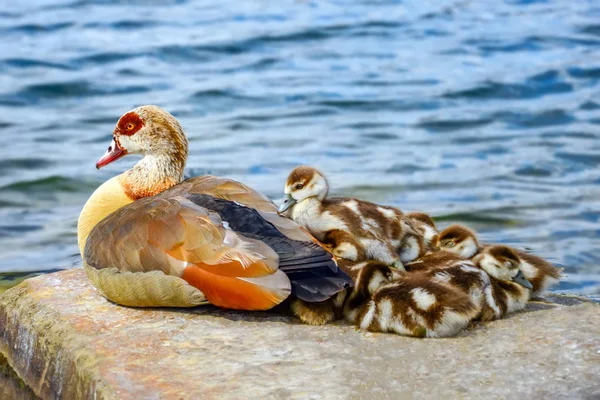 Anka Familj Med Anka Kycklingar — Stockfoto