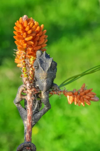 Makro Çekimler Güzel Doğa Sahnesi Yeşil Bukalemun — Stok fotoğraf