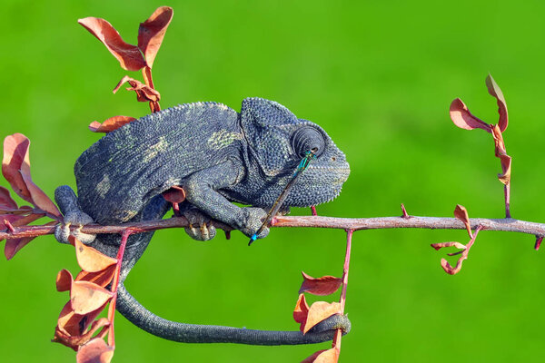 Macro shots, Beautiful nature scene green chameleon 