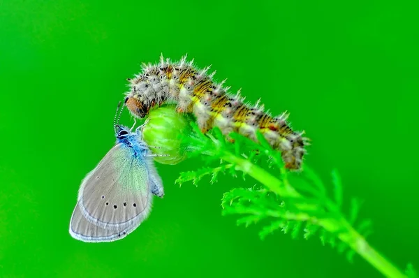 Closeup Prachtige Vlinder Zit Bloem — Stockfoto