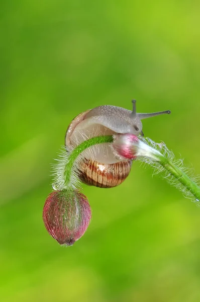 花园里漂亮的蜗牛 — 图库照片