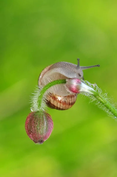 Beau Escargot Dans Jardin — Photo