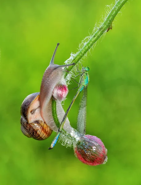 Belo Caracol Jardim — Fotografia de Stock