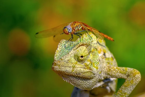 Makro Shots Piękna Scena Natury Zielony Kameleon — Zdjęcie stockowe