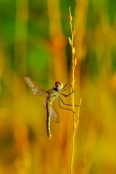 Makro Çekimler Güzel Doğa Sahnesi Yusufçuk Sineği — Stok fotoğraf