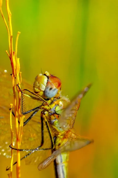 Fotos Macro Hermosa Escena Naturaleza Libélula — Foto de Stock